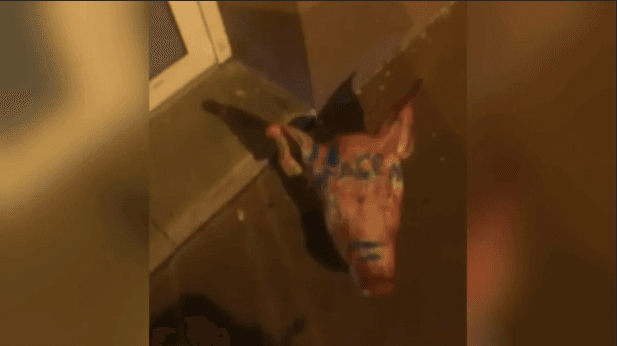 France : Des têtes de porc déposées devant des mosquées par des étrangers qui ont « aussitôt quitté le territoire », selon le parquet